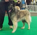 n°94 Chentyt des loups de la foret sacrée 5407